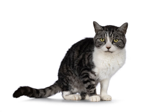 Sweet elderly house cat, standing side ways. Looking towards camera. Isolated on a white background.