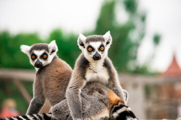 funny lemur looks at nature in summer - obrazy, fototapety, plakaty