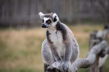 funny lemur looks at nature in summer