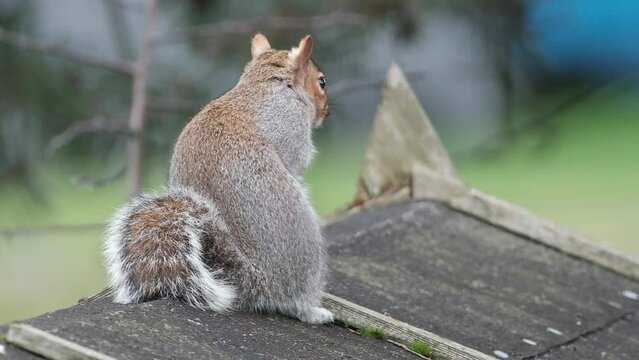 Grey squirrel feeding on peanuts  in urban house garden.