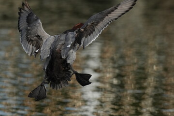 common pochard in a sea