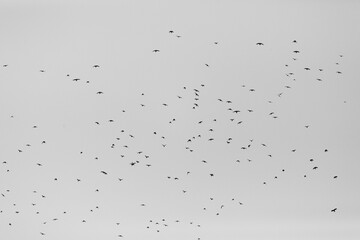 Vogelschwarm