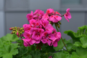 Pink flowers in a flower pot