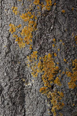 The bark of the tree, the texture of the wood, overgrown with moss. The bark of a thick deciduous tree can be seen as a delicate layer of moss which gives a greenish color