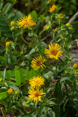 In the summer, the wild medicinal plant Inula blooms in the wild