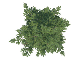 Pine Tree top view png alpha channel