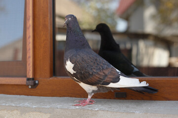 pigeon in the city