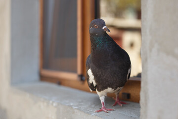 pigeon in the city