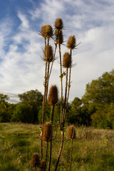 Teasel Dipsacus fullonum in front of a green blurred background, Dipsacus Fullonum - a robust...