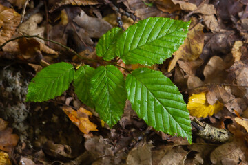 Common hornbeam is often cultivated as an ornamental tree, for planting in gardens and parks