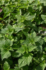 The nettle dioecious Urtica dioica with green leaves grows in natural thickets