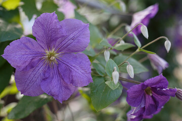 flowers in the garden