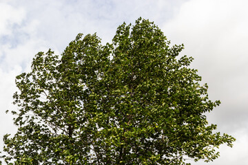 European alder tree in forest. Leaf of Field maple swaying on the wind in nature at summer. Close-up shot of green leaves