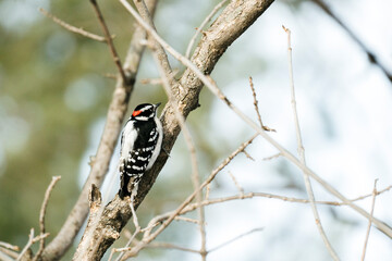Rear view of a Downy Woodpecker on a tree