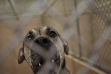 A dog up for adoption at an animal center in Atlanta, Georgia