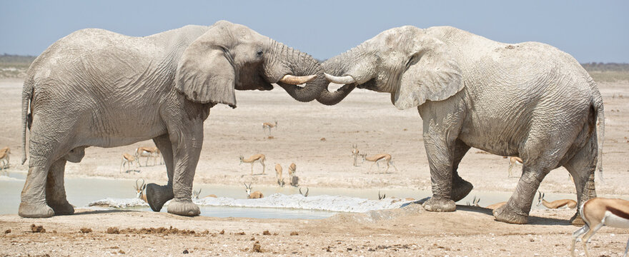 Elephants drink water at the Okaukuejo Waterhole in Etosha National Park, Namibia