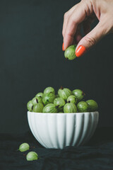 Gooseberry Harvest, a crop of ripe gooseberries. Fresh gooseberries dark background.