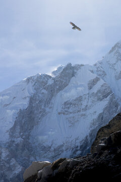 Bird flying above Mount Everest at Gorak Shep, Khumbu, Nepal