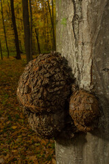Deformed trunk of a thick old tree with painful growths on a blurred background
