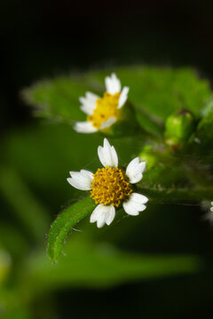 Galinsoga quadriradiata, Galinsoga ciliata shaggy soldier, Peruvian daisy, hairy galinsoga, fringed quickweed