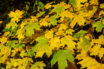 Autumn yellow maple leaf among green foliage. Early Autumn