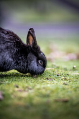 Portrait d'un lapin noir qui mange de l'herbe en été