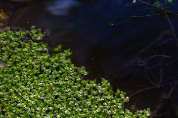 Duckweed, Natural Green Duckweed on The water for background or texture
