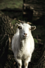 Portrait d'une chèvre blanche sur fond sombre, la chèvre possède deux cornes et une barbichette