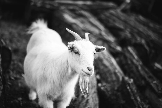 Portrait d'une ch&egrave;vre en noir et blanc, ch&egrave;vre blanche sur fond sombre, la ch&egrave;vre poss&egrave;de deux cornes et une barbichette