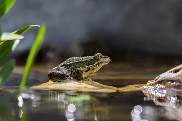Afwasbaar fotobehang Sitting frog on a stone in the water. © Lucas