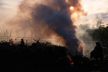 Smoke to keep mosquitoes away from reindeer, Siberia, Russia.