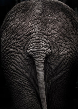Elephant tail.