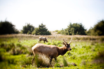 A tilt-shift image of an elk.
