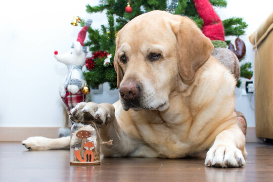 Un perro y un adorno de navidad
