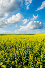 Obraz premium Yellow rape flowers fields natural scenery in Xinjiang, China.