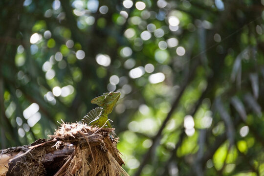 Plumed basilisk lizard in national park, Costa Rica