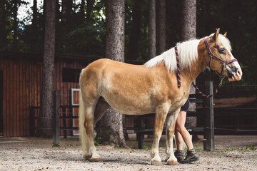Side view of a beautiful light brown horse with blonde hair, standing still inside the fence