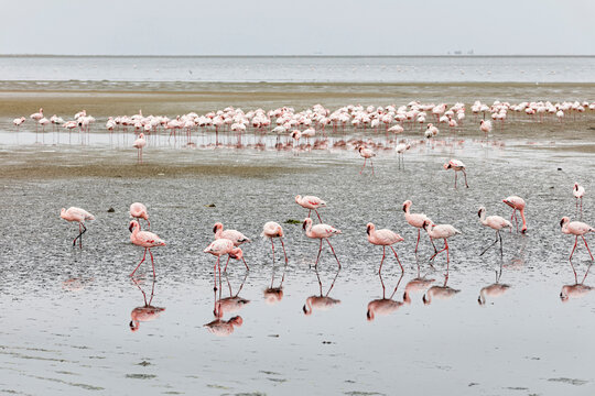 Flock of Flamingos on Walvis Bay, Namibia, Africa