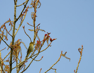 Common chiffchaff looking for little bugs