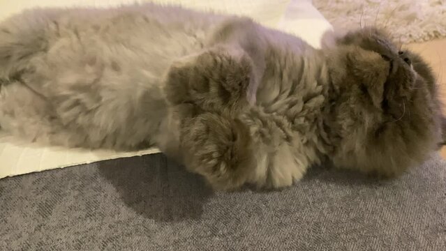 Beautiful long hair cat relaxing on the sofa at home, he is lying down and looking around at camera