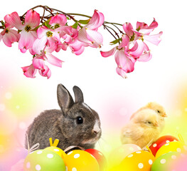 newborn chickens and rabbit and easter eggs