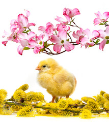 spring chicken and spring branch