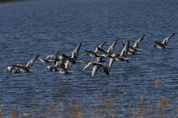 	
Graugänse in der Oberlausitz im Frühjahr	
