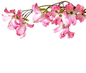 spring  branch with pink flowers
