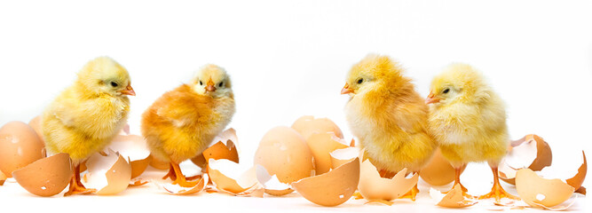 two newborn chickens on white background