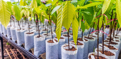 Seedlings of cocoa trees in the nursery to prepare for planting