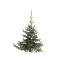 Spruce Siberian isolated on white, 3d rendering of Spruce Siberian tree PNG transparent, suitable for archiviz visualization, architecture