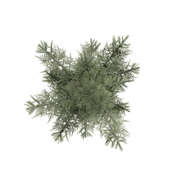 top down view Spruce Siberian isolated on white, 3d rendering of Spruce Siberian tree PNG transparent, suitable for archiviz visualization, architecture