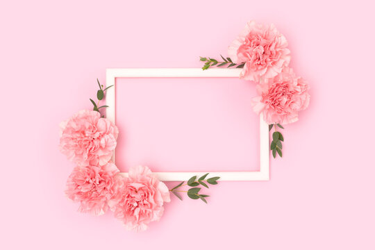 Frame made of carnation flowers and green eucalyptus branches on a pink background. Floral composition.