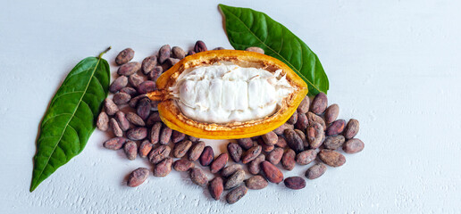 Fototapeta na wymiar Ripe fresh slide cocoa pods, half-in cut cocoa fruit, and dry brown cocoa beans with green cacao leaf on white wooden background